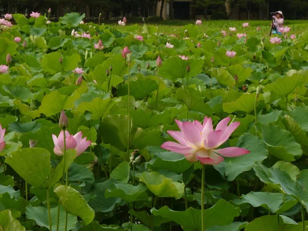 Tiro Close Belas Flores Lótus Rosa Pétalas — Fotografia de Stock