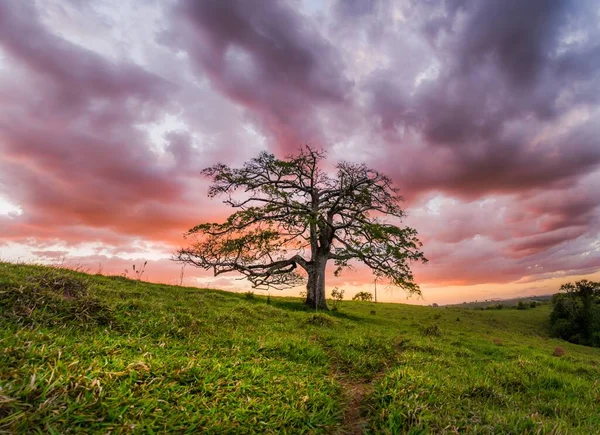 Belo Tiro Uma Árvore Solitária Campo Sob Céu Rosa Laranja — Fotografia de Stock