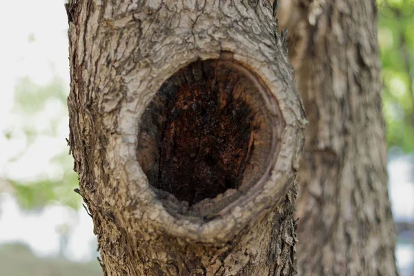 Selective Focus Shot Trunk Tree Captured Daytime — Stock Photo, Image