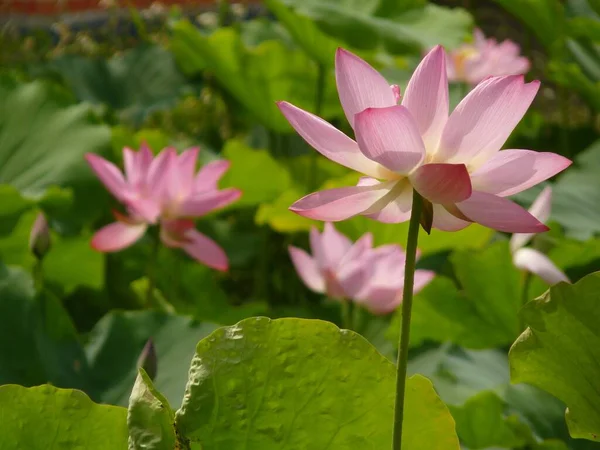 Tiro Close Uma Bela Flor Lótus Rosa Pétala — Fotografia de Stock