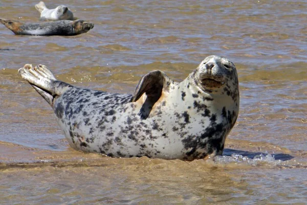 Een Close Opname Van Een Witte Zwarte Zeehond Een Zandstrand — Stockfoto