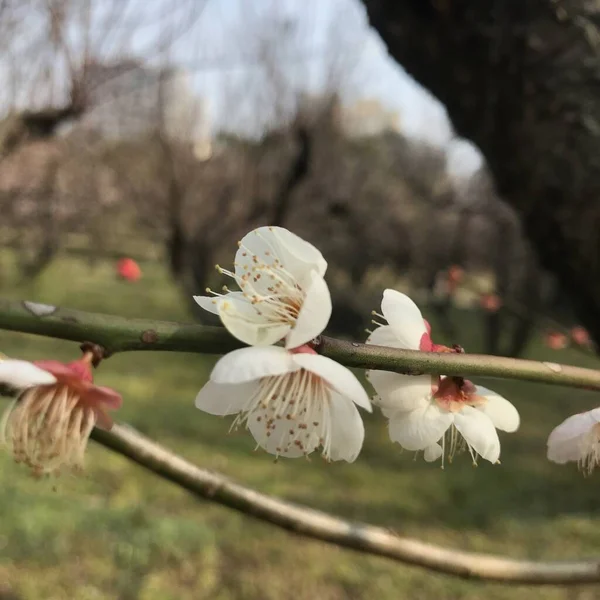満開の桜の枝に美しい白い花のクローズアップ — ストック写真