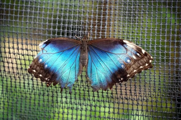 Closeup Shot Blue Morpho Butterfly Open Wings Net Material — Stock Photo, Image