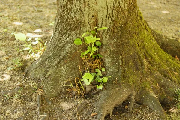 Primo Piano Della Parte Inferiore Del Tronco Albero Giardino — Foto Stock