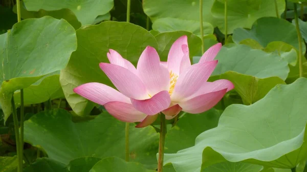 Eine Nahaufnahme Einer Schönen Rosafarbenen Lotusblume — Stockfoto