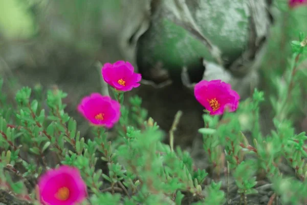 Selektiv Fokus Skott Rosa Portlak Blommor Som Växer Busken — Stockfoto
