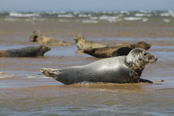在沙滩上拍摄的一组海豹的特写镜头 — 图库照片