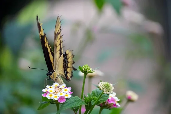 Selective Focus Shot Old World Swallowtail Butterfly Perched Light Pink — Stock Photo, Image