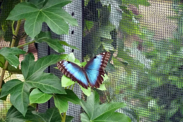 Голубая Морфо Бабочка Открытыми Крыльями Листе Рядом Сетью — стоковое фото