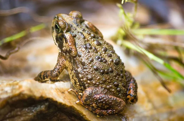 Closeup Shot Brown Toad Grass Perfect Background — Stock Photo, Image