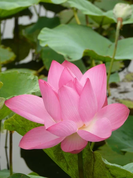 Närbild Vacker Rosa Kronblad Lotusblomma — Stockfoto