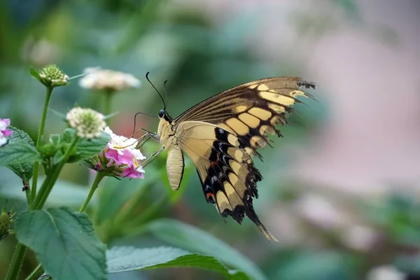 Selective Focus Shot Old World Swallowtail Butterfly Perched Light Pink — Stock Photo, Image