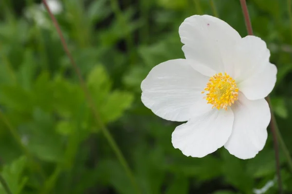 Een Close Shot Van Een Witte Bloem Met Wazige Achtergrond — Stockfoto