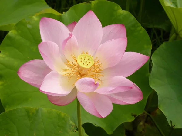 Tiro Close Uma Bela Flor Lótus Rosa Pétala — Fotografia de Stock