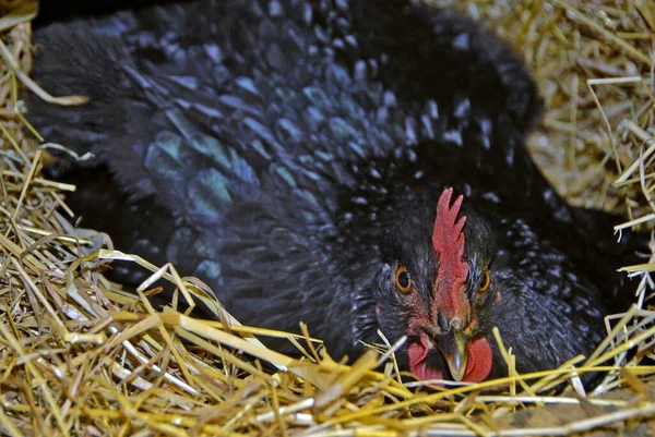 A closeup shot of a black chicken lying on the grass