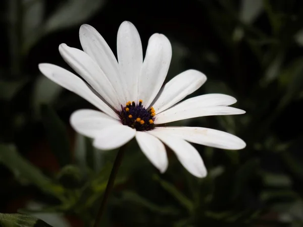 Tiro Seletivo Foco Uma Flor Africana Branca Margarida Que Floresce — Fotografia de Stock