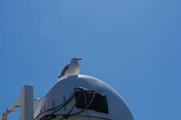 澄んだ青い空の下でニシンのグルグルの低角度のショット — ストック写真