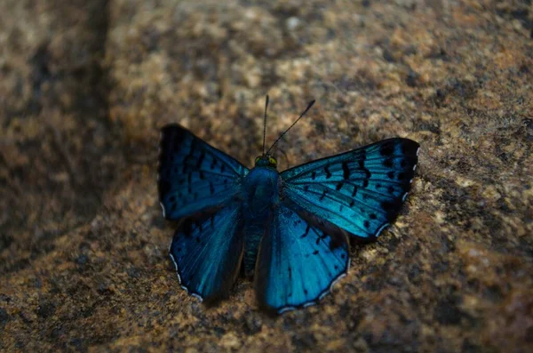 Ένα Κοντινό Πλάνο Μιας Μπλε Πεταλούδας Μια Καφέ Επιφάνεια Ιδανικό — Φωτογραφία Αρχείου