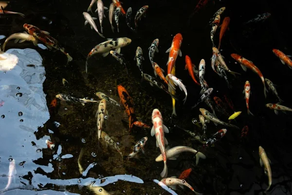 Sebuah Gambar Closeup Ikan Koi Berwarna Warni Berenang Kolam — Stok Foto