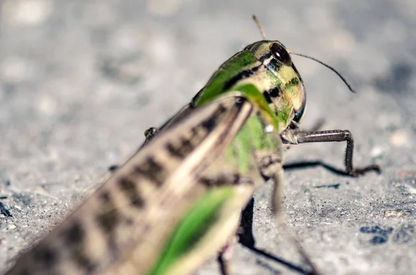 Primer Plano Saltamontes Verde Pie Sobre Asfalto — Foto de Stock