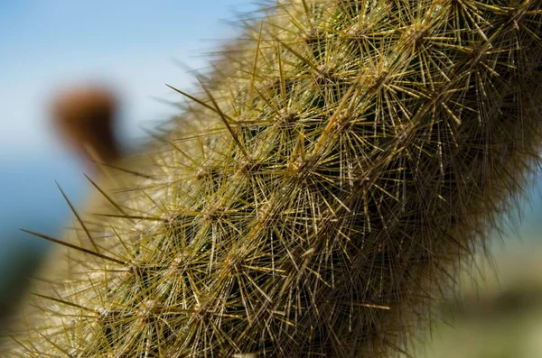 Ett Selektivt Fokus Makro Kaktus Perfekt För Bakgrund — Stockfoto
