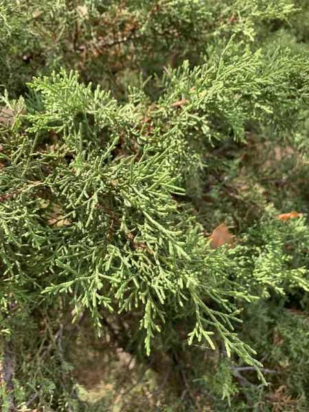 Pionowe Zbliżenie Strza Wiecznie Zielonej Liny Arborvitae Parku — Zdjęcie stockowe