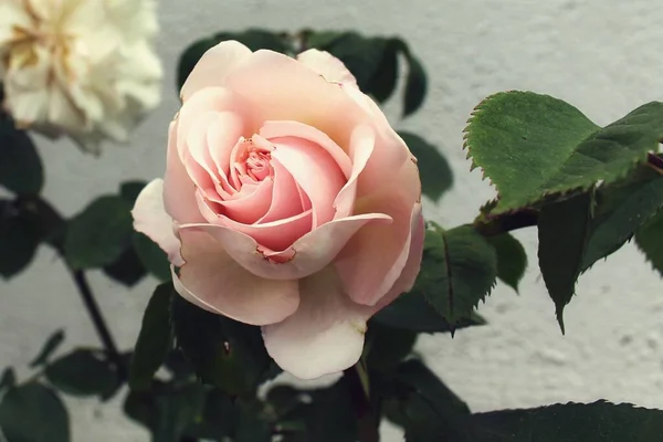 Крупним Планом Знімок Красивої Троянди Саду — стокове фото