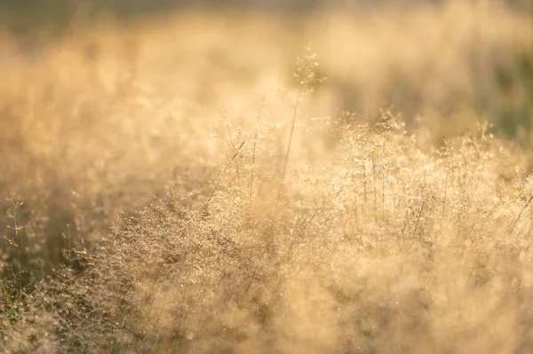 Bulanık Bir Arkaplanda Kuru Bitki Tarlasının Yakın Plan Çekimi — Stok fotoğraf