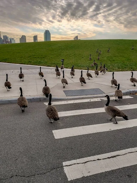 Ένα Κάθετο Πλάνο Πολλές Καναδέζες Χήνες Τρέχουν Ελεύθερες Μια Πόλη — Φωτογραφία Αρχείου