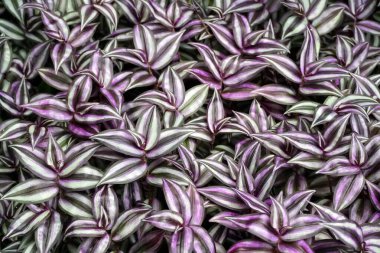 A closeup shot of many wandering jew plants growing in a field clipart