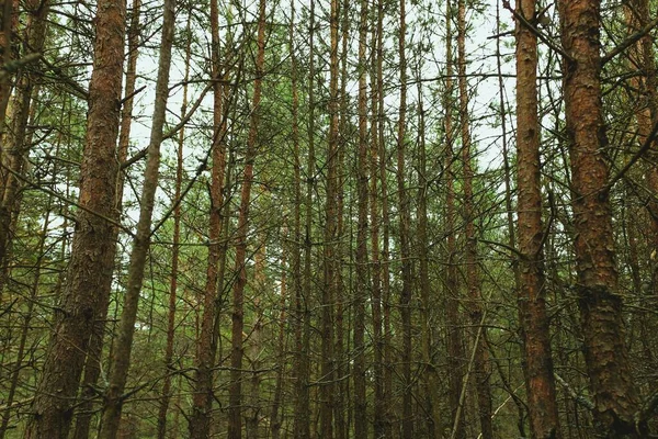 Många Höga Träd Skogen Dagtid — Stockfoto