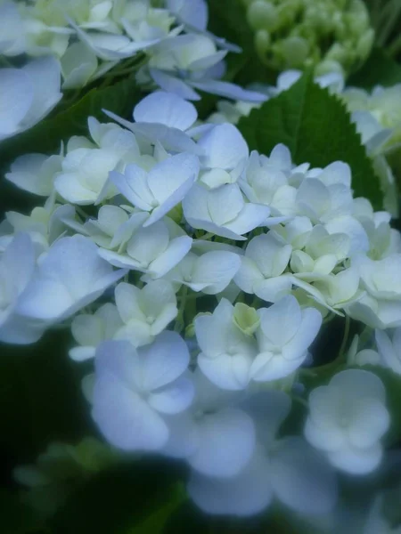 Vertikální Záběr Velké Listy Hortenzie Květiny — Stock fotografie
