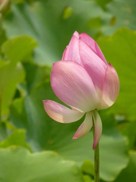 Egy Függőleges Közelkép Egy Rózsaszín Lótuszról Ami Zöld Levelek Között — Stock Fotó