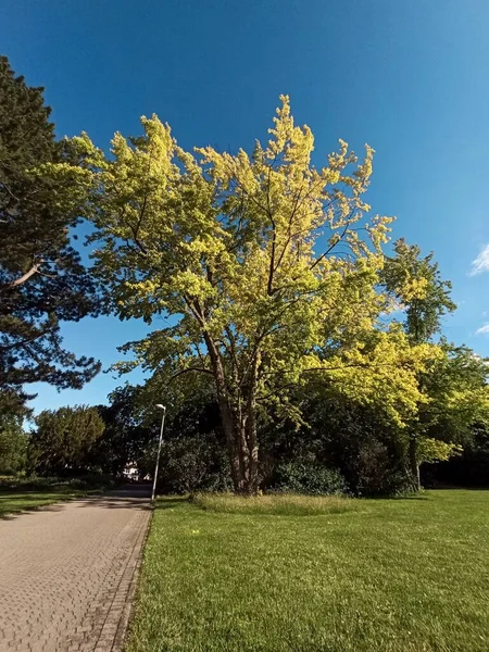 Uma Bela Foto Parque Cheio Árvores Dia Vibrante Primavera — Fotografia de Stock