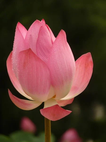 Een Verticaal Shot Van Bloeiende Rose Lotus Bloemen Het Groen — Stockfoto