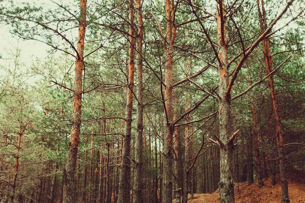 Árvores Altas Que Crescem Floresta Durante Dia — Fotografia de Stock