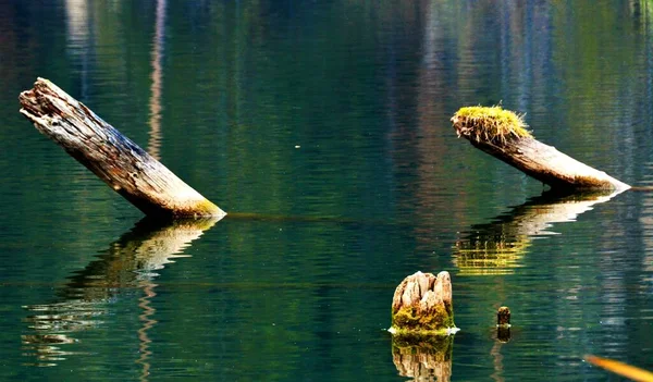 Les Morceaux Bois Mousseux Dans Lac Rouge Roumanie — Photo