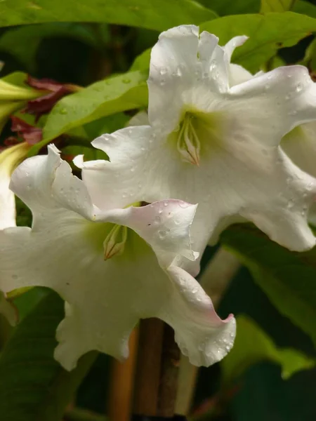 Enfoque Selectivo Hermosas Flores Blancas Beaumontia — Foto de Stock