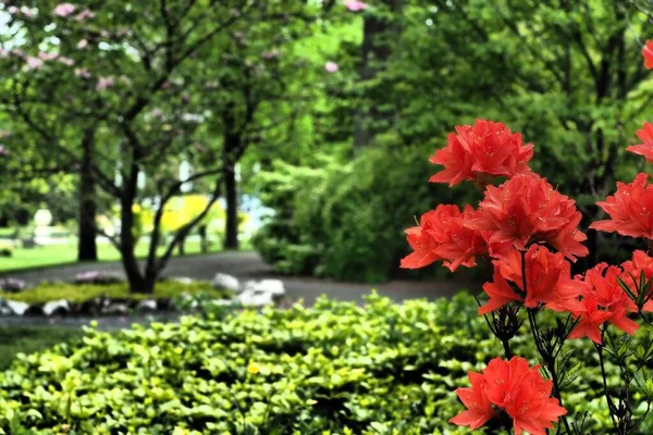 여름날 핼리팩스 정원에 아름다운 선별적으로 초점을 맞추어 — 스톡 사진