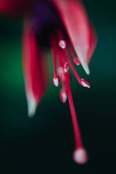 Enfoque Selectivo Vertical Los Pétalos Una Flor Lirio Rojo — Foto de Stock