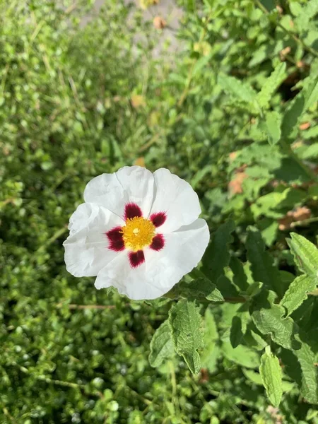 Foco Raso Vertical Close Tiro Uma Flor Branca Gum Rockrose — Fotografia de Stock