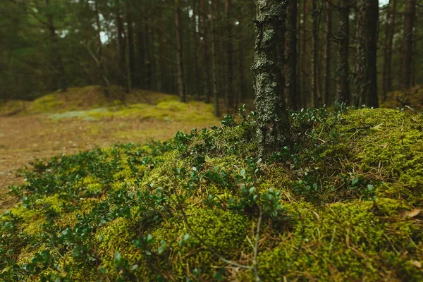 Primer Plano Los Árboles Plantas Del Bosque — Foto de Stock