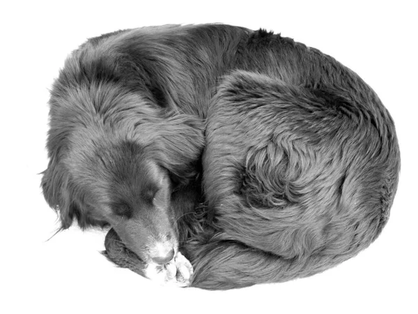 Серый Снимок Спящей Собаки Белом Фоне — стоковое фото