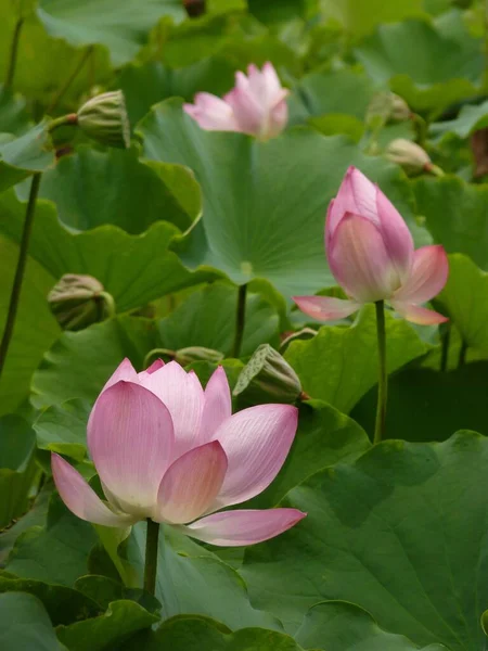 Eine Vertikale Aufnahme Von Rosa Heiligen Lotusblüten Umgeben Von Grünen — Stockfoto