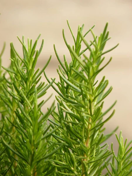 Vertikal Bild Gröna Rosmarin Växter Bredvid Varandra — Stockfoto