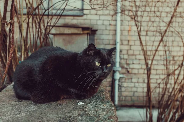 Chat Noir Assis Extérieur Côté Mur Des Arbres — Photo