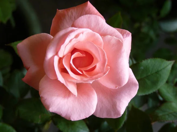 Close Uma Rosa Florescendo Rosa Com Vegetação Fundo — Fotografia de Stock