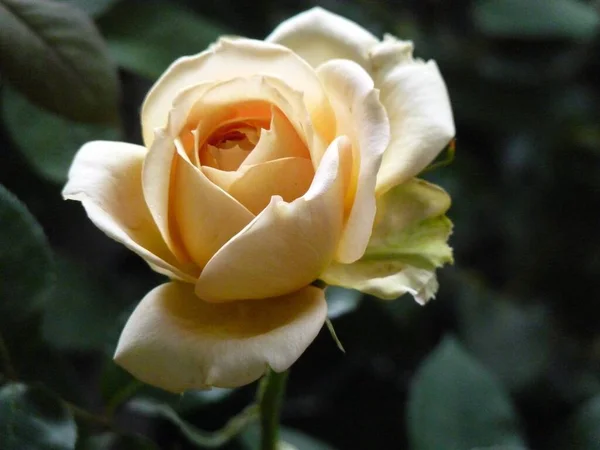 Ένα Κοντινό Πλάνο Ενός Ανθισμένου Λευκού Τριαντάφυλλου Πράσινο Στο Φόντο — Φωτογραφία Αρχείου