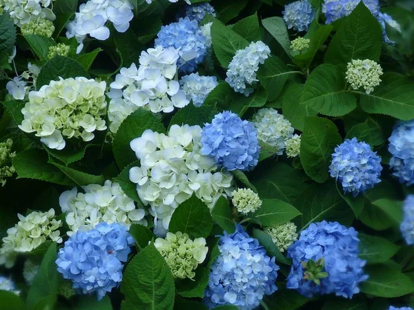 Primer Plano Hermosas Flores Hortensias Blancas Azules Creciendo Arbusto —  Fotos de Stock