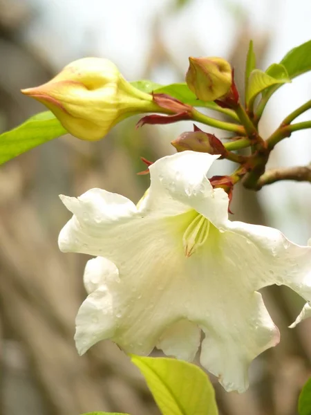 Pionowe Wybiórcze Ujęcie Ostrości Pięknych Białych Kwiatów Bobra — Zdjęcie stockowe